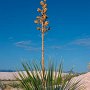 Yucca in the morning, White Sands, NM